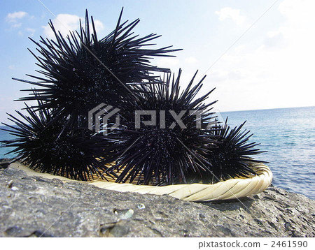 sea urchin, urchin, foodstuff 2461590