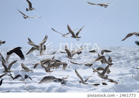 slaty-backed gull, gull, gulls 2461773