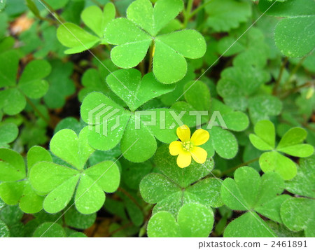 trefoil, cryptotaenia, oxalis 2461891