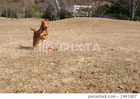 運行金毛獵犬 2461907
