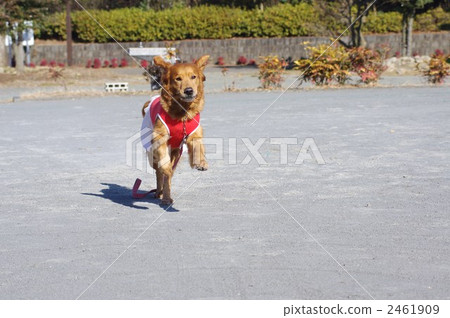 運行金毛獵犬 2461909