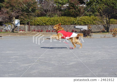 運行金毛獵犬 2461912