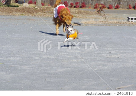 兩個彈跳吉娃娃和金色 2461913