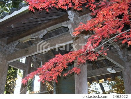 滋賀縣江東宮山Saigyoji秋葉 滋賀縣江東宮山Saigyoji秋葉 2462022