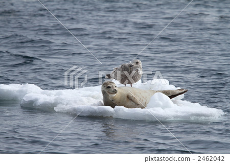 海冰和海豹 海冰和海豹 2462042