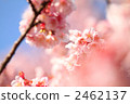 Cold cherry tree 2462137