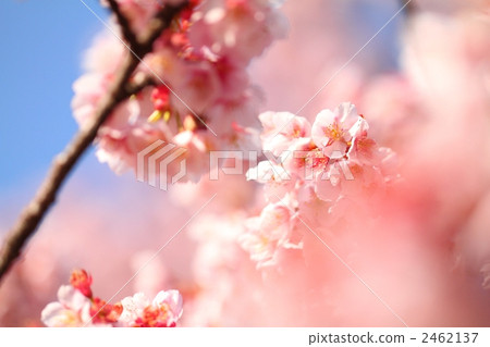 冷櫻桃樹 2462137