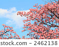 Cold cherry tree 2462138