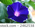 藍紫色牽牛花 2462538