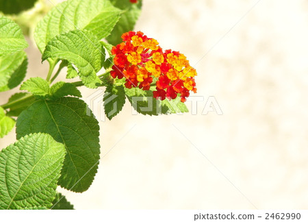 August Lantana · Black beetle family 14 2462990