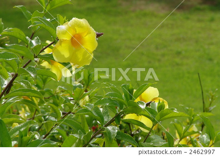 August Tropical plant Ariake Kezura · Oyado family 06 2462997