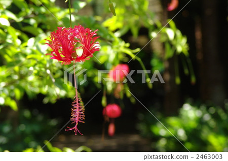 August tropical plants Fulinbusus domesticus and Aoi family 14 August tropical plants Fulinbusus domesticus and Aoi family 14 2463003