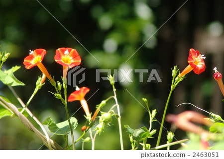 9月Marubarukou Sow·Hiragao家庭07 2463051