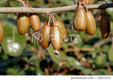 Marbagumi的果實 2463353