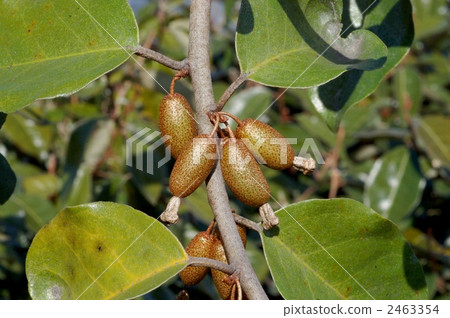 Marbagumi的果實 Marbagumi的果實 2463354