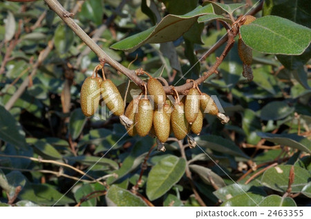 Marbagumi的野生葉子 2463355