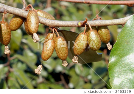 Fruit of Marbagumi 2463359