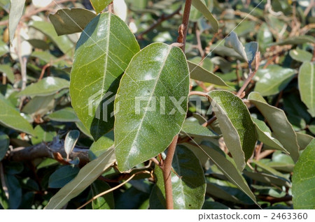 Wild leaves of Marbagumi 2463360
