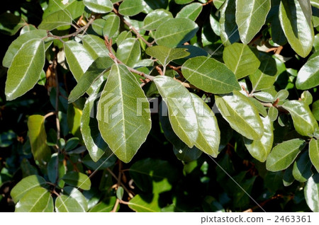 Wild leaves of Marbagumi Wild leaves of Marbagumi 2463361