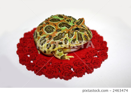 Red carpet and frog ~ Berzoungel ~ Red carpet and frog ~ Berzoungel ~ 2463474