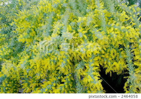 Mimosa 2464058