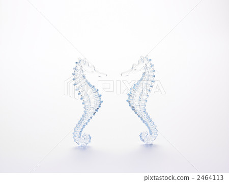 Seahorse Seahorse 2464113