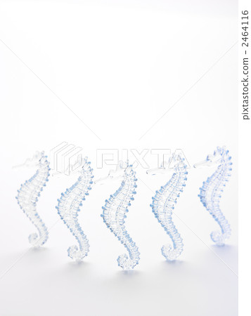 Seahorse 2464116