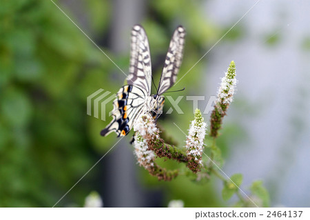 燕尾蝶 2464137