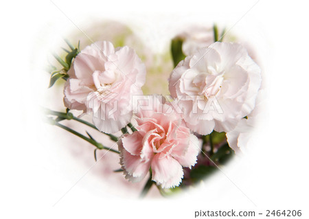 pink carnation pink carnation 2464206
