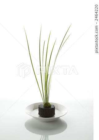 木炭 綠葉 多年生植物 2464220