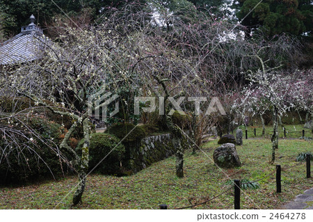 Buddhist plum 15 of the cathedral Buddhist plum 15 of the cathedral 2464278