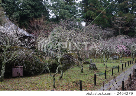 Buddhist plum of the cathedral 16 Buddhist plum of the cathedral 16 2464279
