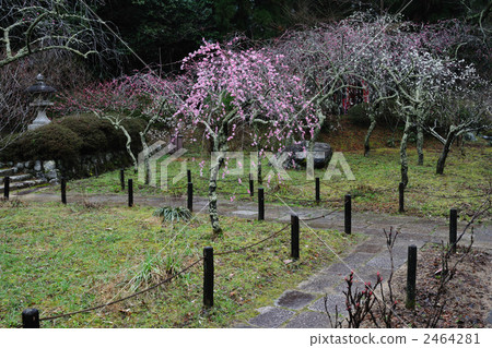 Plum tree plum trees 18 Plum tree plum trees 18 2464281