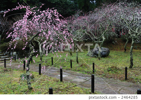 Plum tree plum tree 21 Plum tree plum tree 21 2464285