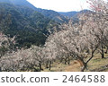 Yugawara Bairin 2464588