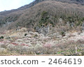 yugawara plum grove, yugawara, plum grove 2464619