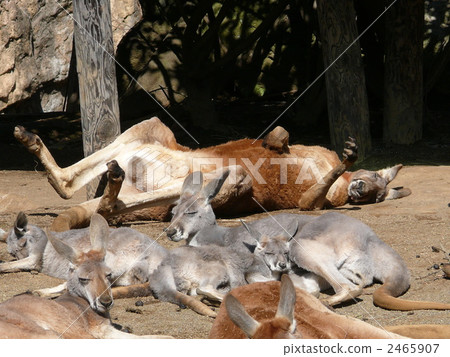 red kangaroo, animal, animals 2465907
