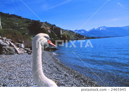 lake geneva, swan, swans 2465945