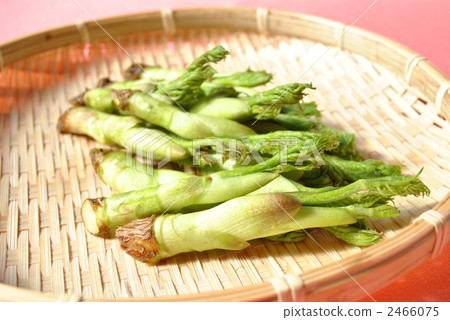 塔拉的芽 2466075
