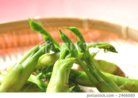 塔拉的芽 2466080