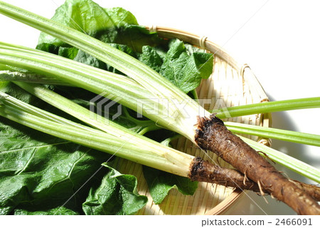 年輕的牛蒡 年輕的牛蒡 2466091