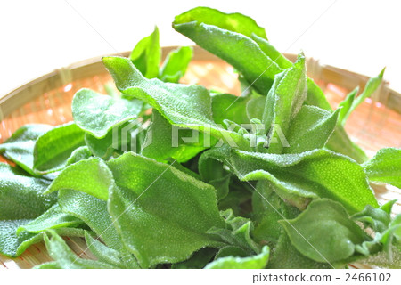 Ice plant Ice plant 2466102