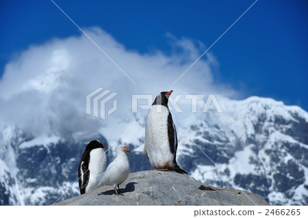 Port lock roy's gentoo penguin 2466265