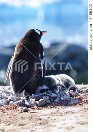 Port lock roy's gentoo penguin parent and child 2466308