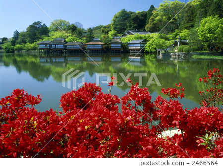 Azalea Kirishima of Nagaoka Tenjin 2466564