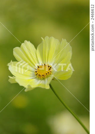 Yellow Campus (Cosmos) Yellow Campus (Cosmos) 2466612