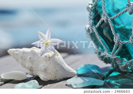 Hananilla和貝殼 2466683