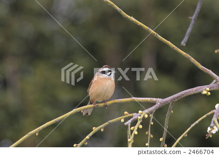 三道眉草鹀 白梅花 梅花 2466704