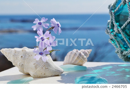 Shiba櫻花和玻璃浮 2466705