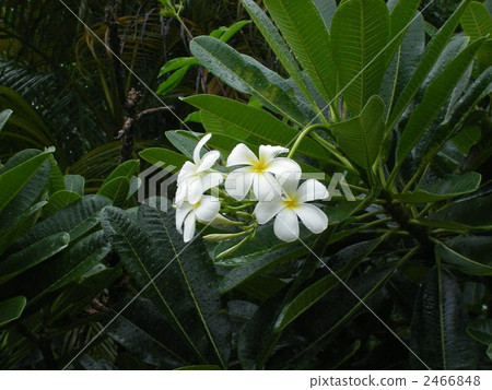 雞蛋花 白色鮮花 白色 2466848
